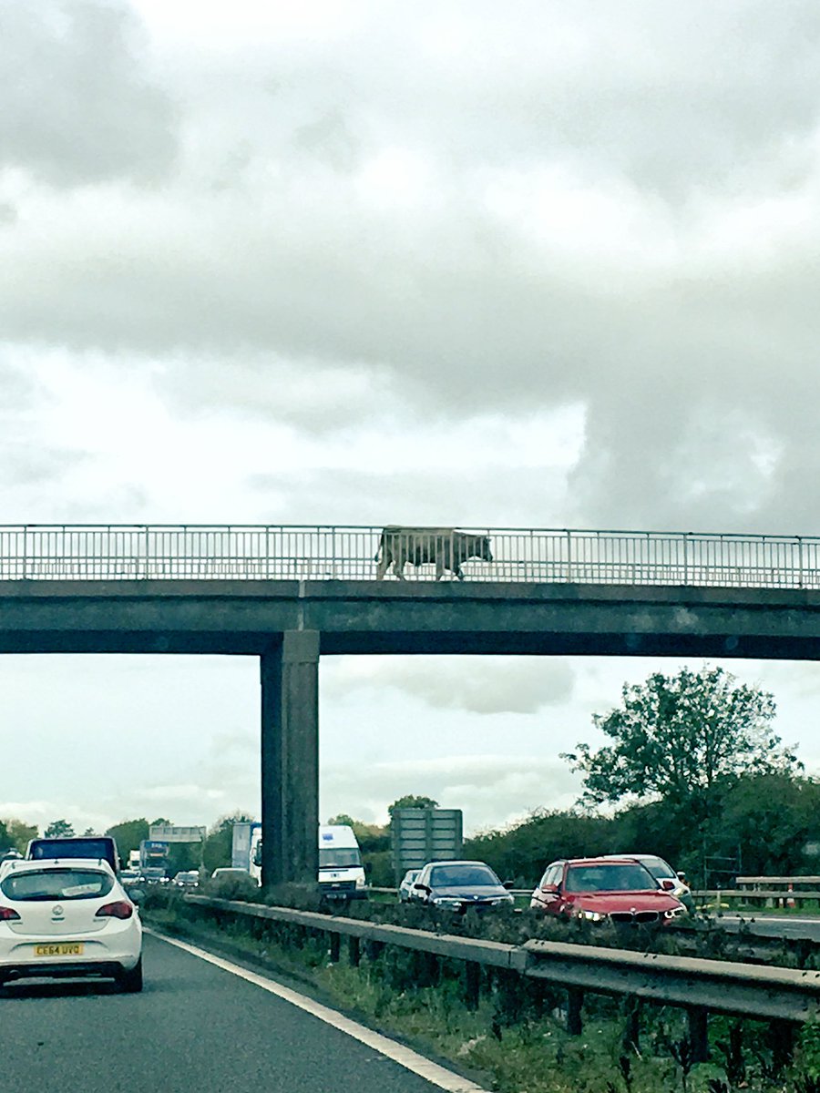 HelenAtFarm's tweet image. Someone got an early Friday finish! 🐮 #M6life #FridayFeeling #ruralmarketing