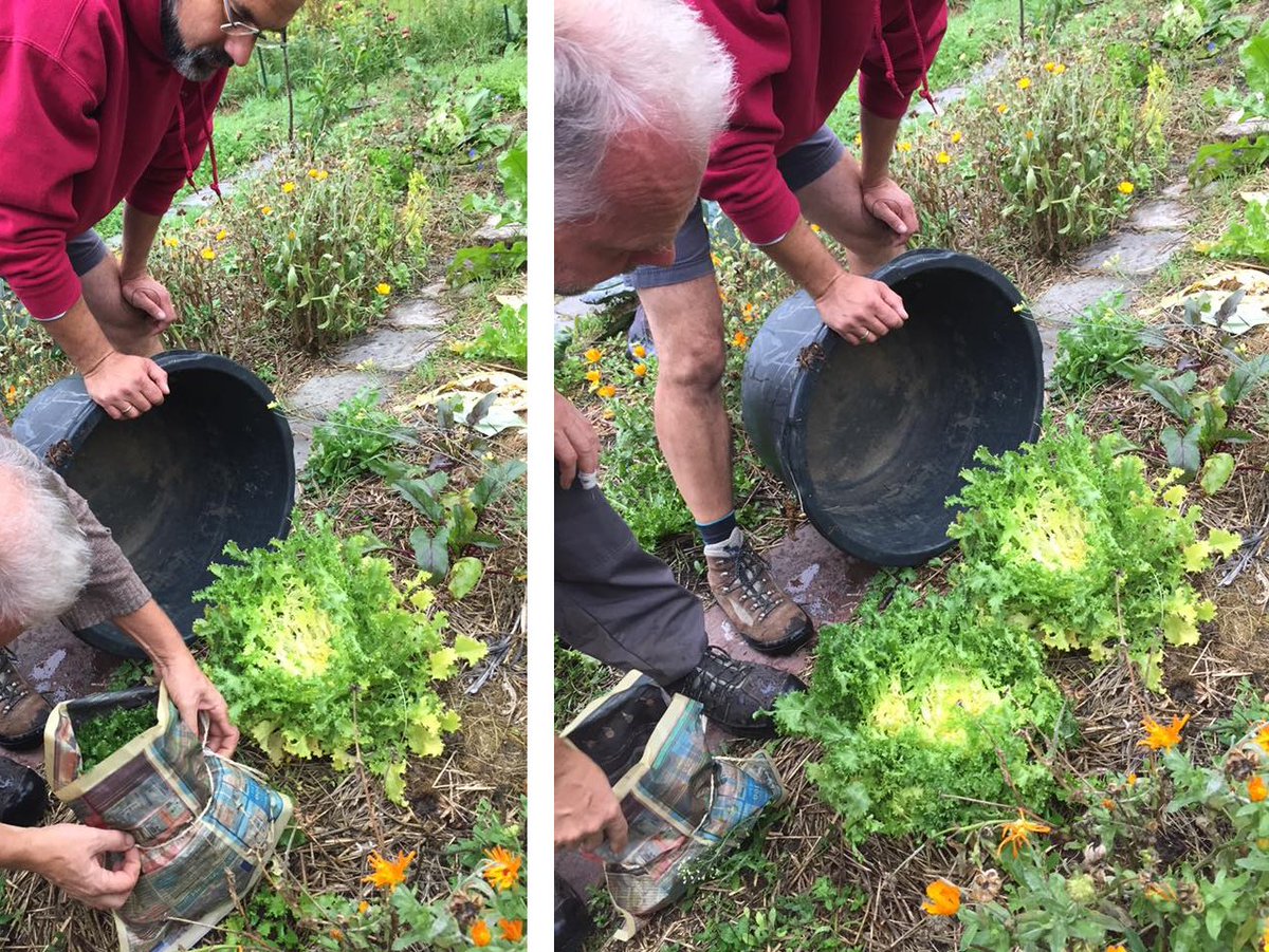 EcocentreOASIS's tweet photo. Techniques utilisées à l'écocentre pour le blanchissement des endives : la resserrer et l'emballer dans un journal ou la couvrir d'un pot. https://t.co/dlhmpURaog