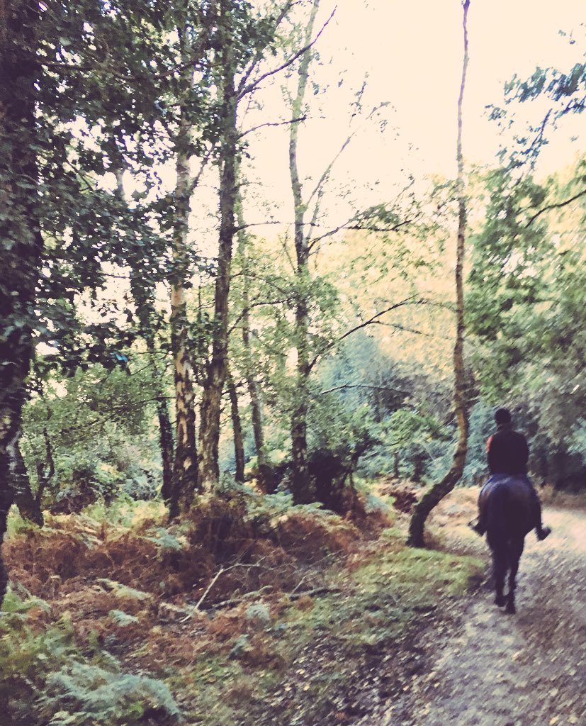 Miss_England88's tweet photo. So lucky to live in such a beautiful place! ๐๐ด๐๐ #newforest #autumn #commoninglife #forestrides https://t.co/q9cHevuMen