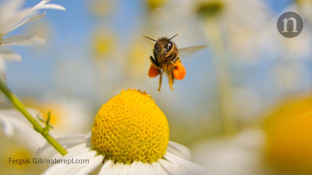 Controversial pesticides have been found in honey samples from six continents: go.nature.com/2y3SyMz