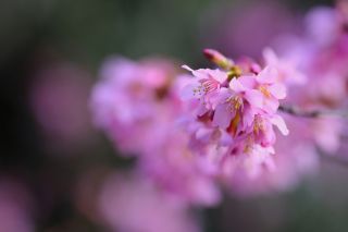 RealMyTechTribe's tweet photo. How to get shallow depth-of-field effects with any camera https://t.co/X8eximP79C #cameratrick #Cameratip #photographytips https://t.co/GzpQ0BI1Hm
