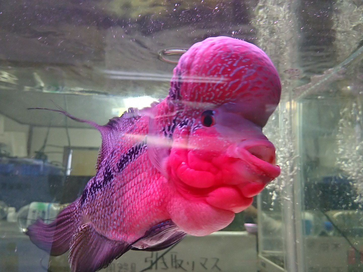 熱帯魚店 彦根 フラワーホーンです 頭がすごく大きいです 熱帯魚店 彦根 フラワーホーンです 頭がすごく大きいです