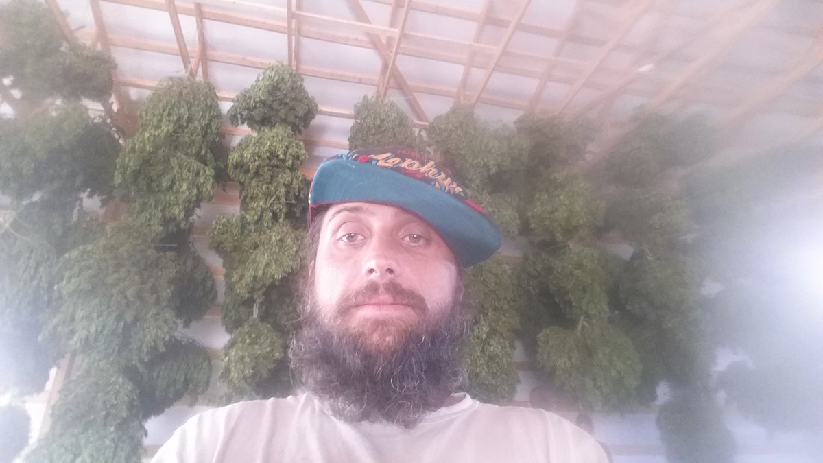 MandibleMan's tweet image. Tree hanging the NoCo style! ~~###ZZZZZZZZ&amp;gt;