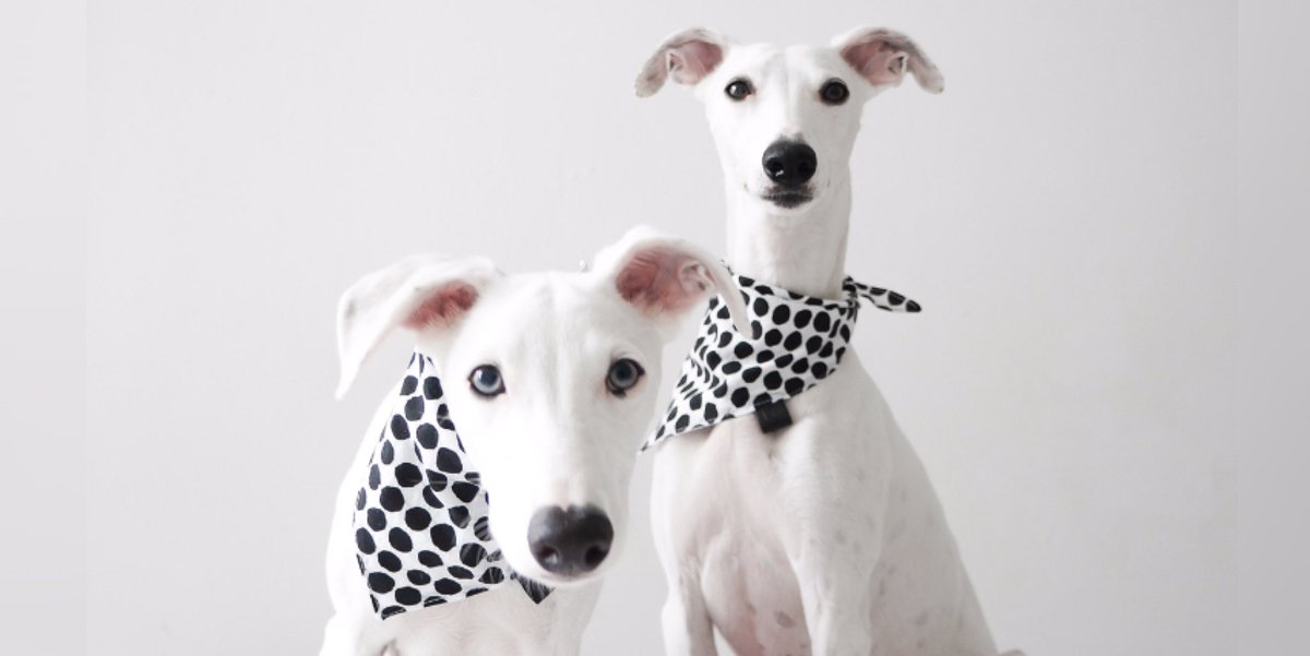 Retweet + Follow to win our #FreebieFriday Competition. Lucky winner will be chosen 9/10 &amp; receive one of our Luxury Bandanas 🙌🏻  Good Luck
