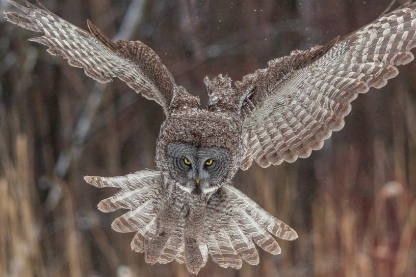 UNBiodiversity's tweet photo. Photo: Great #GrayOwl is a majesty of feathers https://t.co/j2HZdUYPFb @TreeHugger https://t.co/VuPnMo40ux