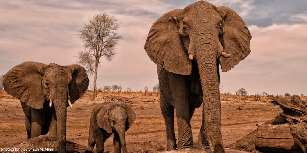 AWF_Official's tweet photo. 5. It is estimated that 100 elephants are massacred for their tusks in Africa on a daily basis. #Justice4Wildlife https://t.co/9zgNZSW1PN