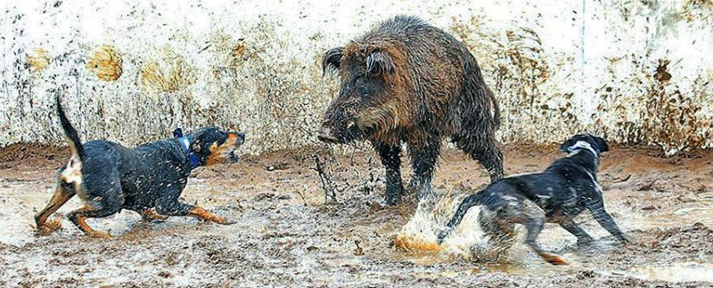 PrimitiveDogs's tweet photo. Tips for hog hunting with dogs! #hoghuntingwithdogs #hoghunting #huntingwithdogs #huntingdogs #huntingprimitivedogs
https://t.co/dELxR9xSJl https://t.co/xEIFcs63Ki