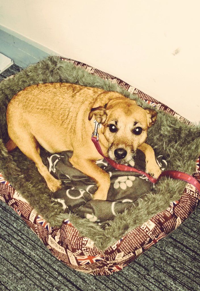 Bring your pet to work day... Roxy is visiting Reservations #roxy #sykes