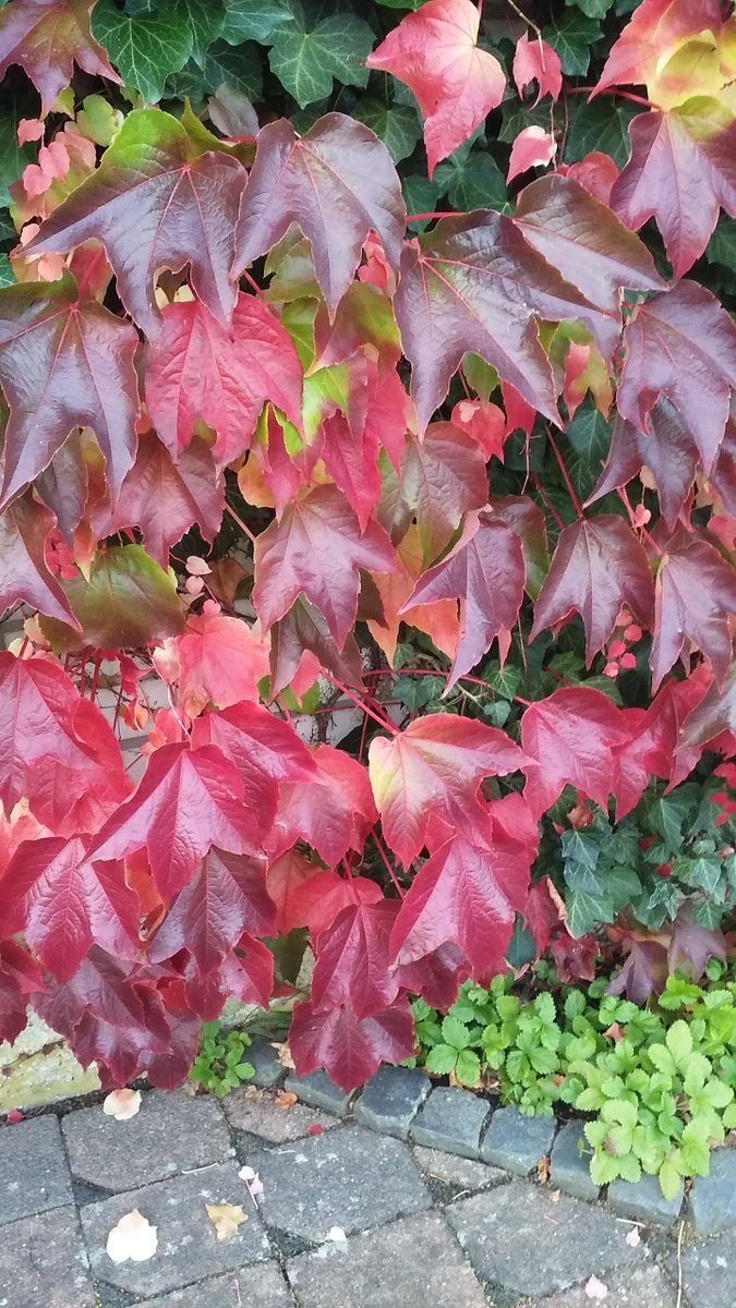 FOR__Education's tweet photo. Have a great weekend 🧡🍂🍃☔️🌬️!
#ISFCommCrew #ISF #ISFFamily

Fall Colors https://t.co/MbuW11CmjP