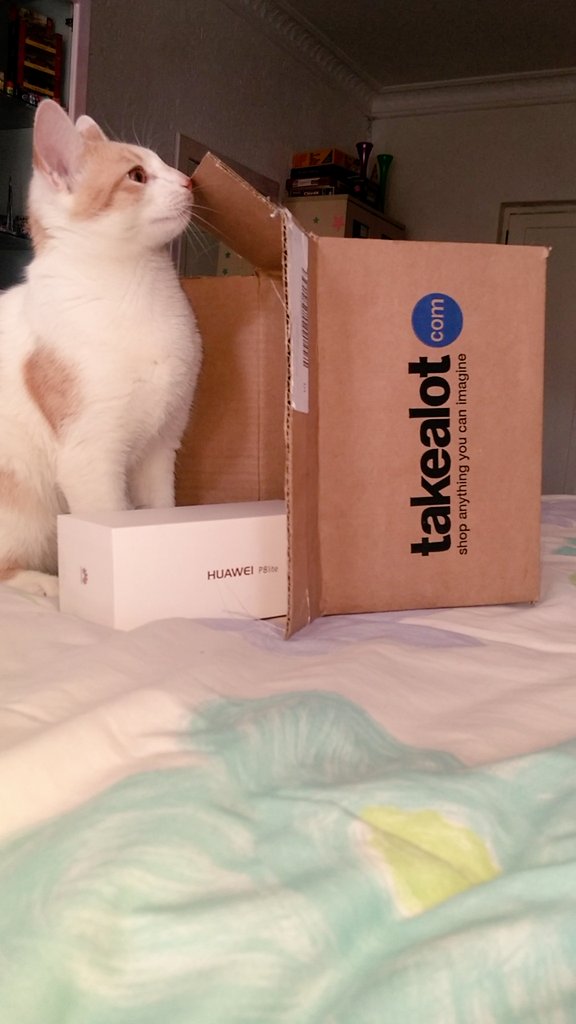 casco2w's tweet photo. @TAKEALOT Even Kitty is in awe with the express delivery from @TAKEALOT. #FunDelivered ๐ป๐ป๐ป https://t.co/UAb8TCqx0s