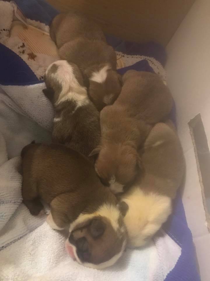 homescanning's tweet photo. 5 Bulldog babies (as scanned) born late last night! Congratulations 1st time experience for mum & owner! #bulldogs #homescanning #homescan https://t.co/4QzZDjeZtD