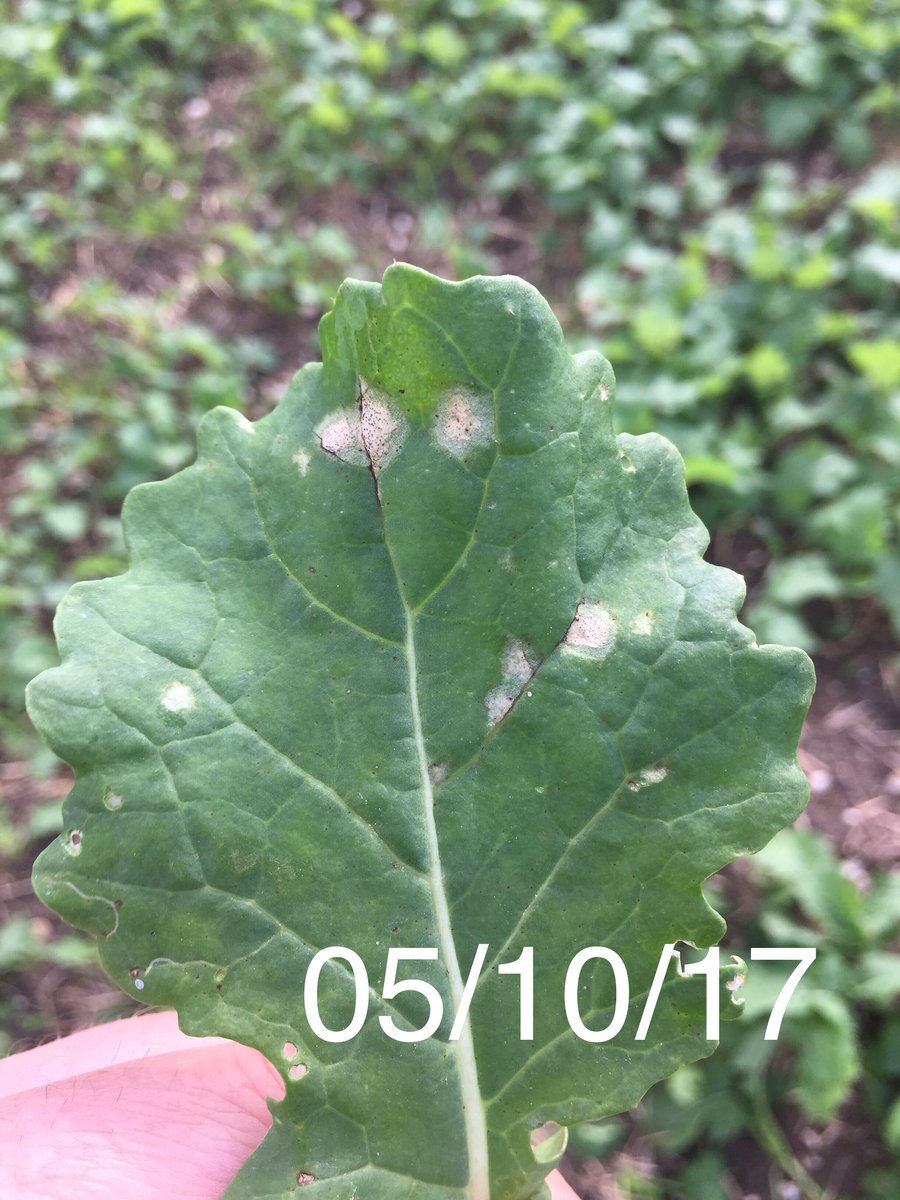 jon_helliwell's tweet photo. Phoma now easy to find in susceptible varieties at @Bayer4CropsUK Oxford demo. Recent weather has really kicked it on - photos 1 week apart https://t.co/LN3jFDQIYC