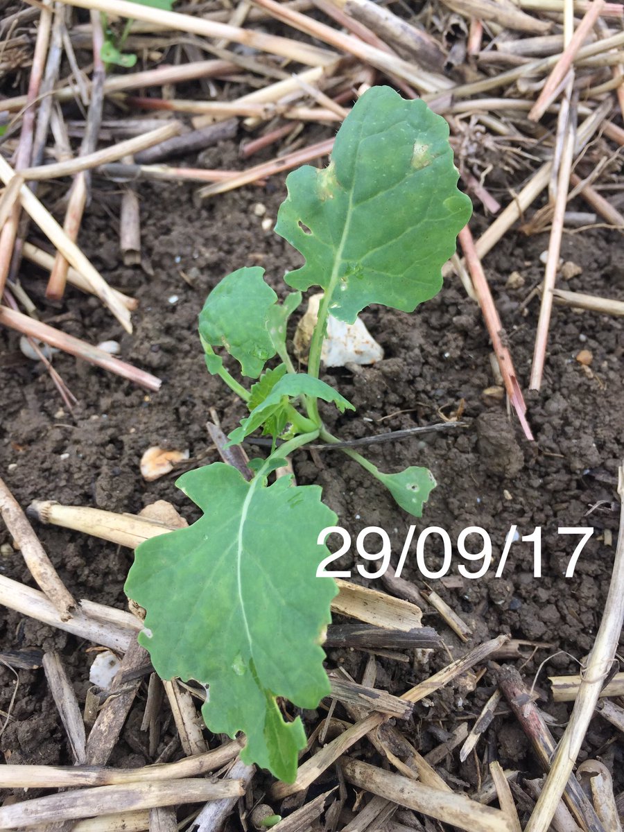jon_helliwell's tweet photo. Phoma now easy to find in susceptible varieties at @Bayer4CropsUK Oxford demo. Recent weather has really kicked it on - photos 1 week apart https://t.co/LN3jFDQIYC