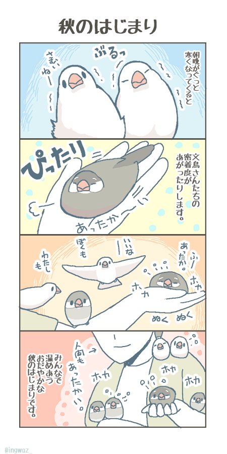 秋のはじまり。

#buncho #javasparrow #文鳥 