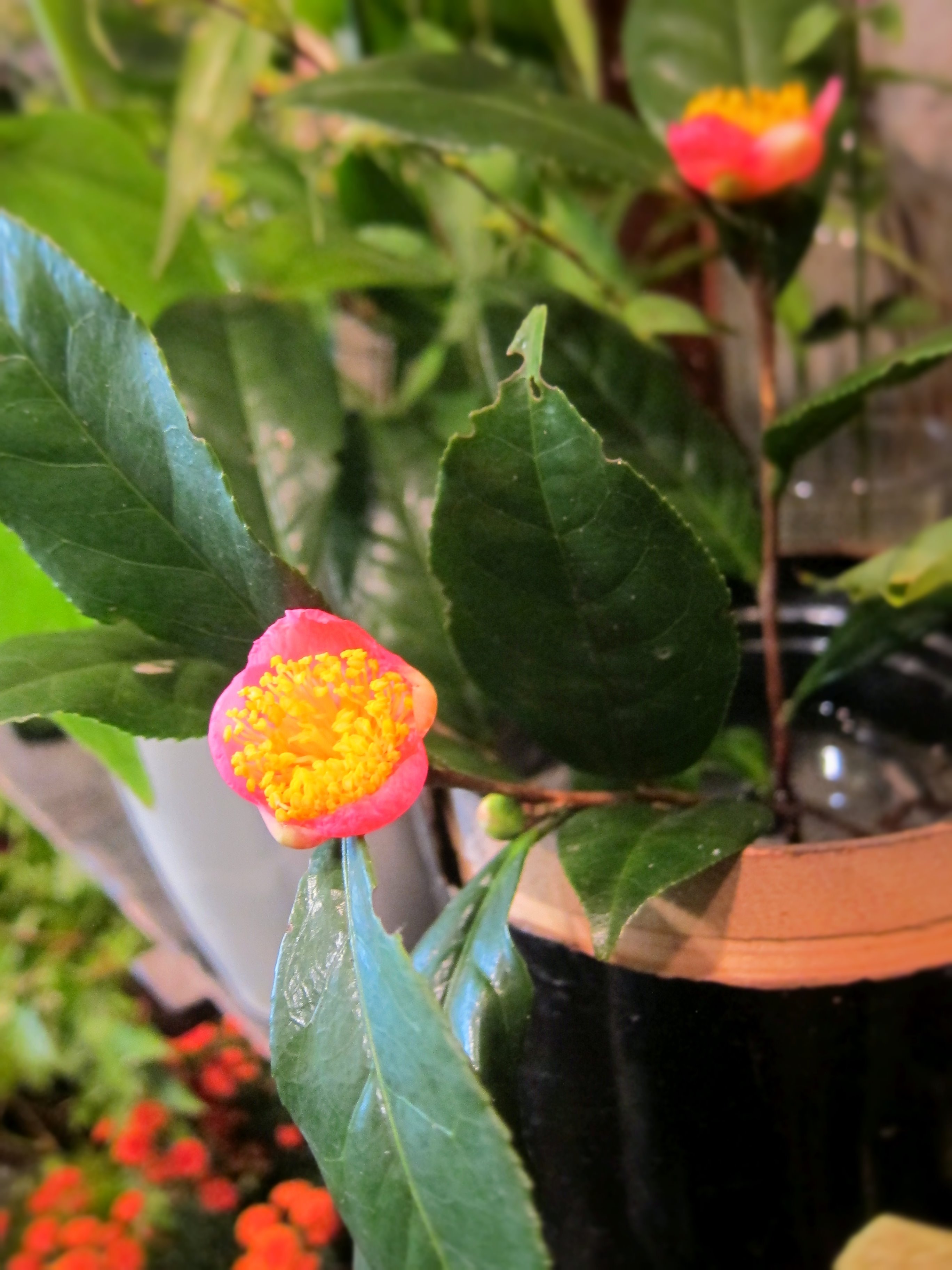 野の花 司 茶房 野の花 炉開きにはまだ早いですが もう咲いています 炉開き椿 お茶の花をピンクにしたような 小さくてコロンとした可愛らしい椿です 炉開き 茶花 T Co J5savltwpd Twitter