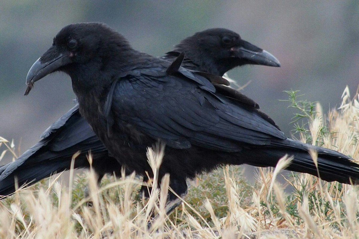 Aquí les presento a  JAUA Y ZAPATERO  ellos hacen una pareja muy bonita. Y sobre todo son de la misma especie . Aves que emigran en pareja.