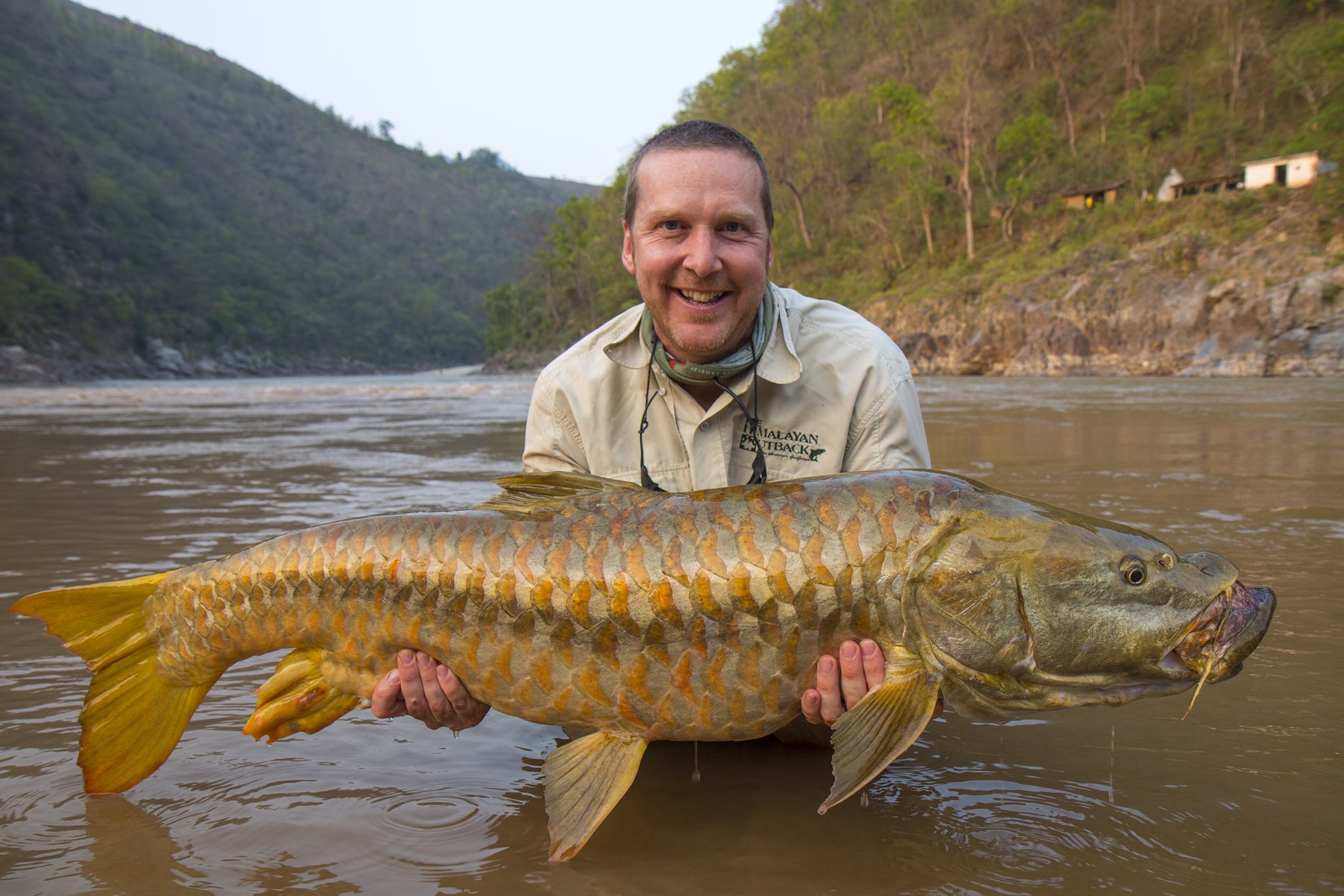 Twitter 上的adrian Pinder Tatapower Golden Mahseer Tor Putitora Is Listed Endangered And Not Critical Endangered Your Photo Is Not Mahseer This Is The Fish T Co Rtu1kl2qhe Twitter