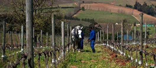 Which South African wines are certified organic/biodynamic ? 
bit.ly/2hR4bAY