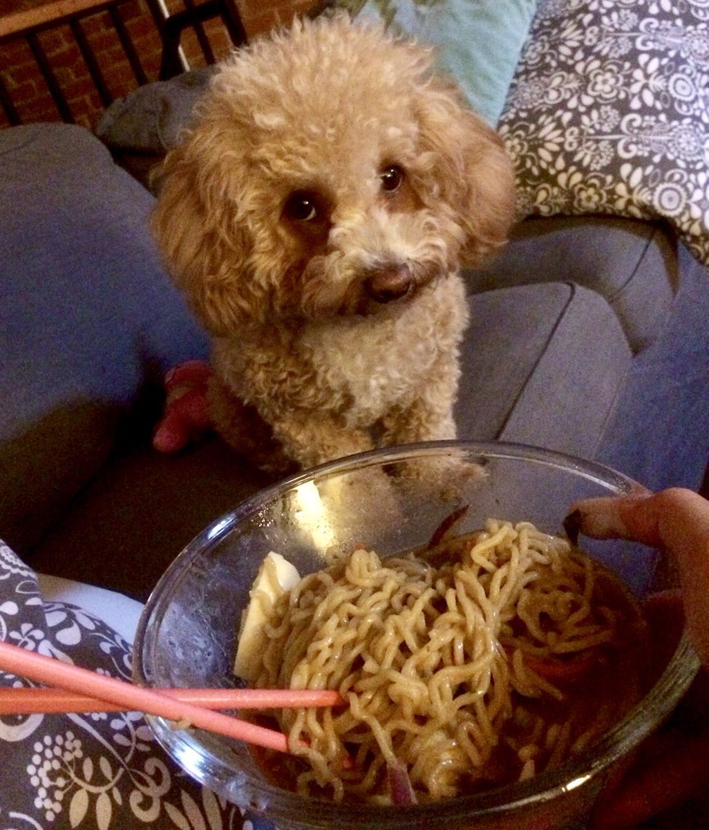 noodle poodle