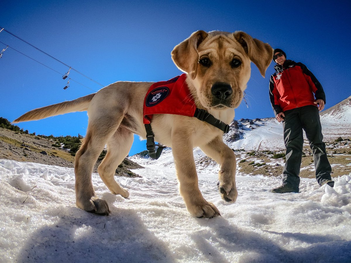 planetski's tweet photo. Meet the new intern at @MammothMountain https://t.co/7E69oj1Qul & planting pylons for new #Malghette lift... #skiingsecrets #skills #powderhound https://t.co/HJmkP92ur5