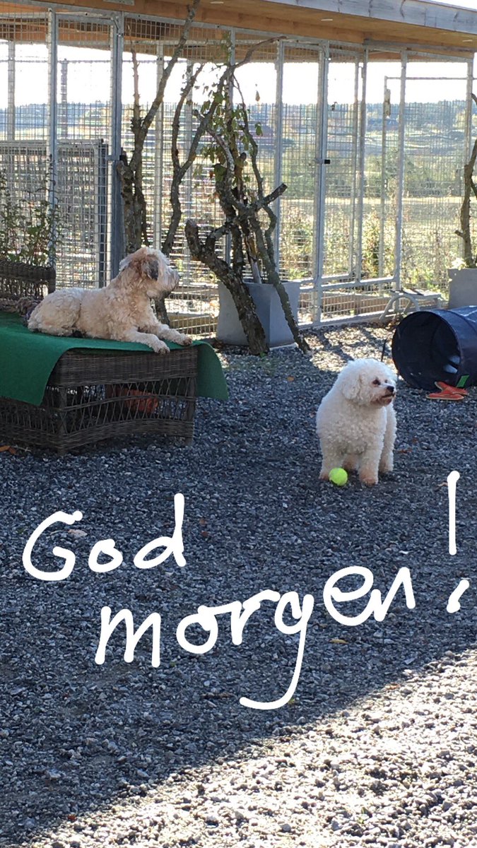 MiniPetHund's tweet photo. Sol og en fantastisk dag😎
#dog #dogs #hund #bichon #hundepensjonat #hundehotell #østfoldpåkryssogtvers #Rakkestad #RA https://t.co/XWTD4HCb94