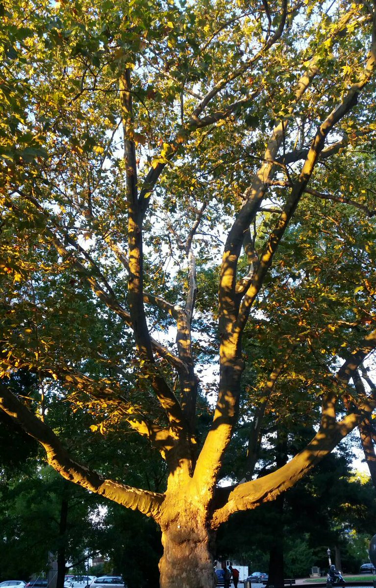 SuperWoman_SWDD's tweet photo. La luz de otoño, esa hermosa luz. #262de365 #SWzen #luz #bellezanatural #otoñodorado https://t.co/doyNhrObXg