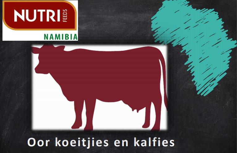 NutrifeedsSA's tweet photo. Voeding en Bestuur van die Koei tydens Laktasie. #Nutrifeeds #dierevoeding
Download die volle aanbieding hier: https://t.co/fsYKwYBDGV https://t.co/hRaitQ1JEf