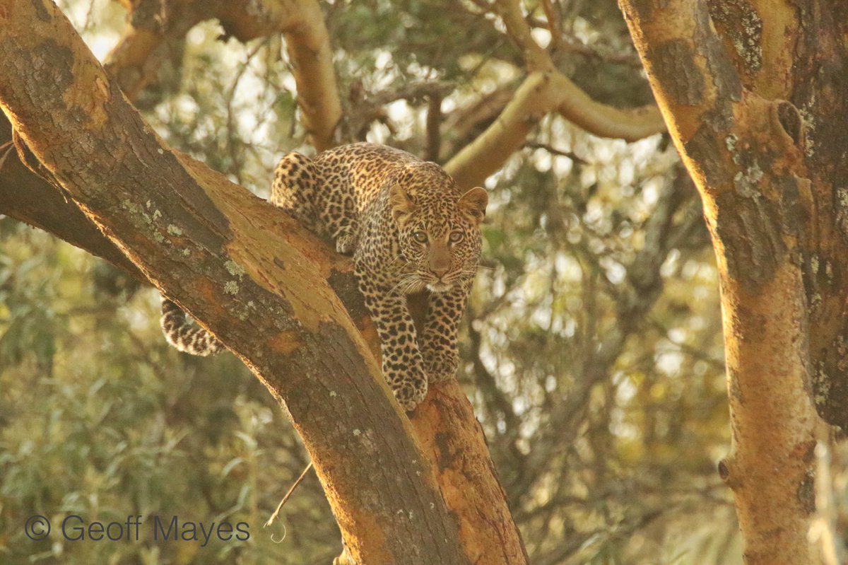 Chui Lodge tweet media