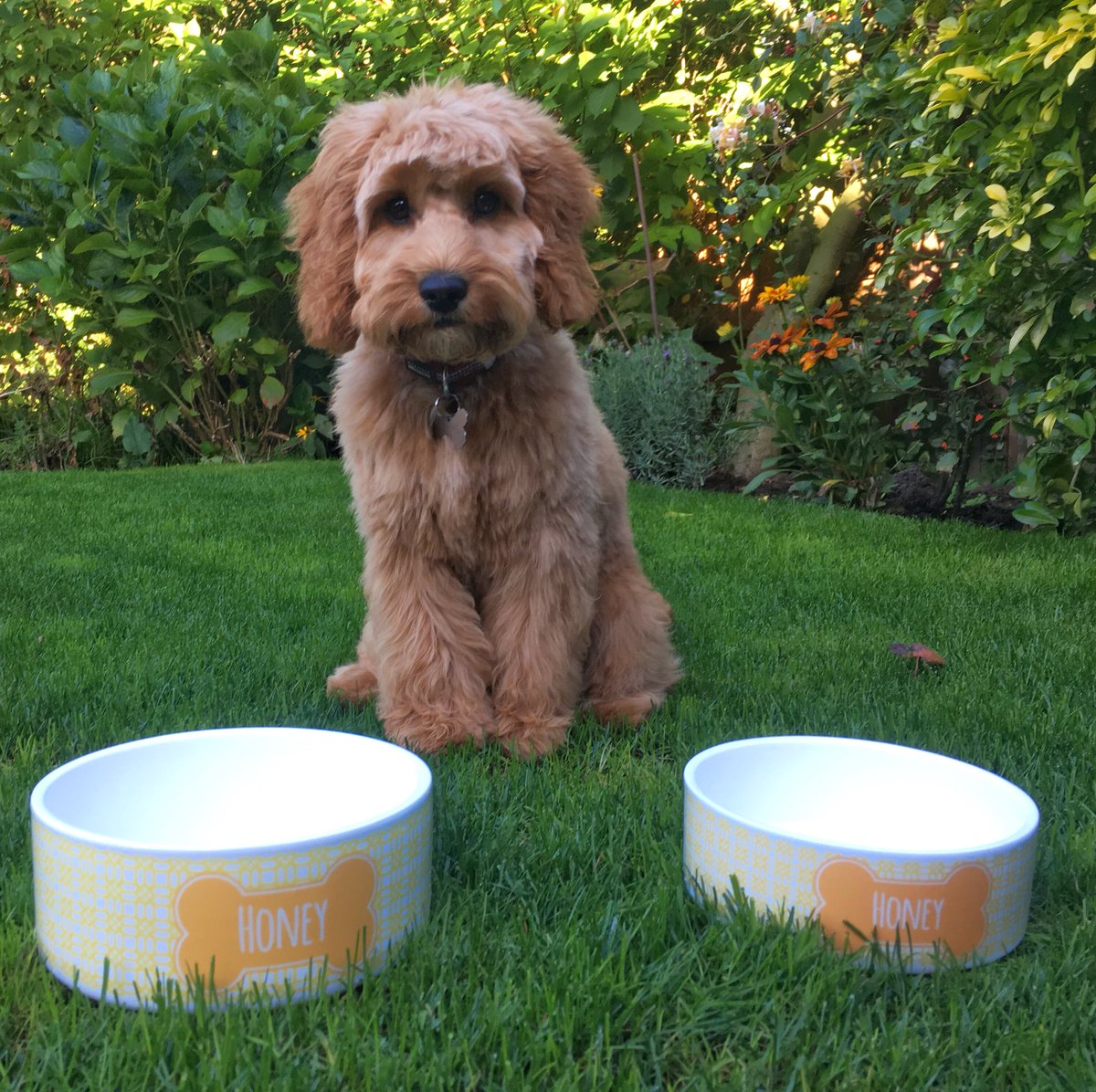 HoneyThePoo1's tweet image. Love my new bowls from @WeLoveToCreate #welovetocreate