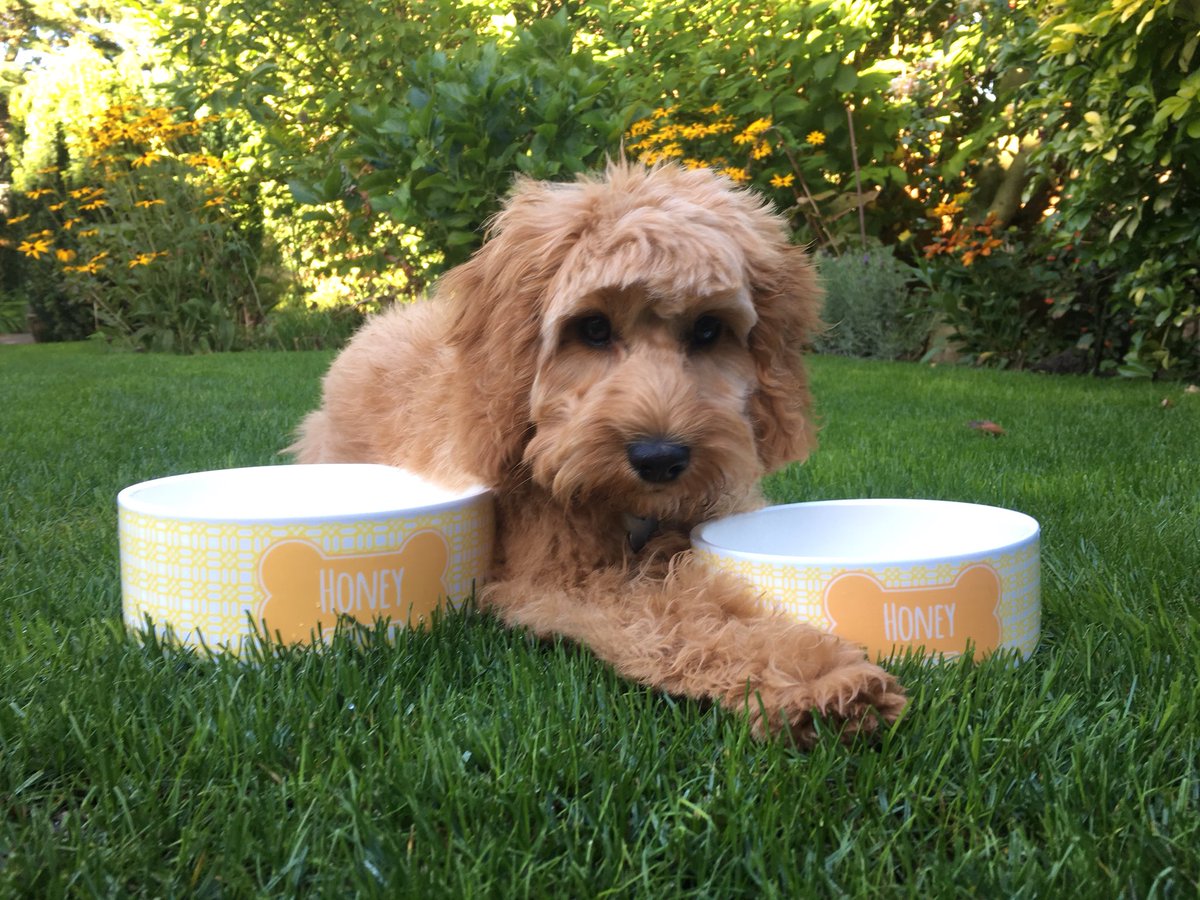 HoneyThePoo1's tweet image. Love my new bowls from @WeLoveToCreate #welovetocreate