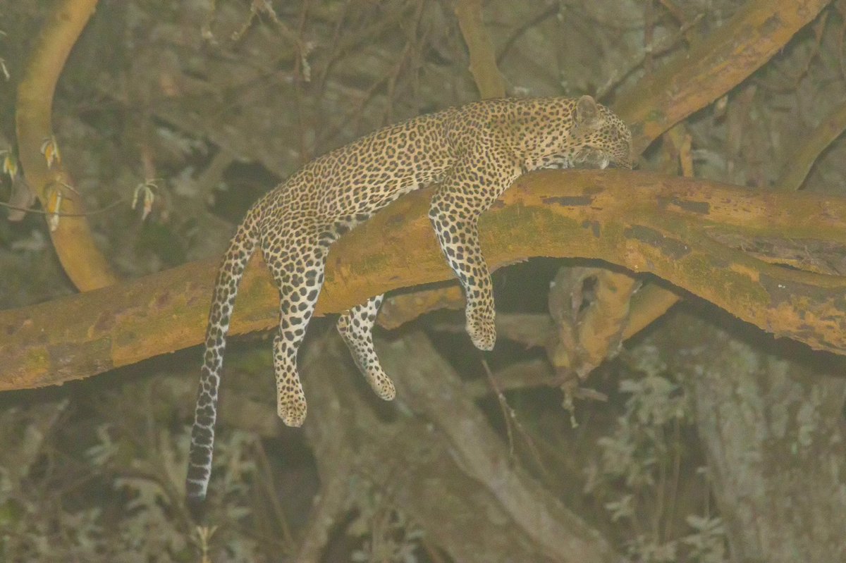 Chui Lodge tweet media