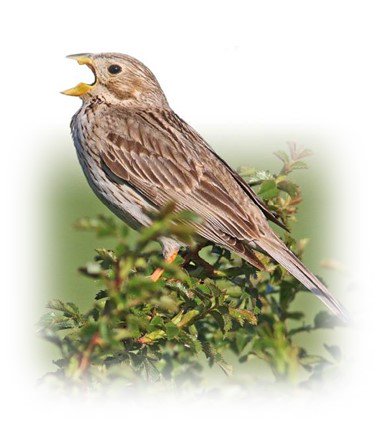 NaturalEngland's tweet photo. Lapwings, Duke of Burgundy butterflies, corn bunting - wildlife can thrive on farms. Find out more at #FarmCluster https://t.co/G8ND0CXJgm https://t.co/HDjzZRWAmh