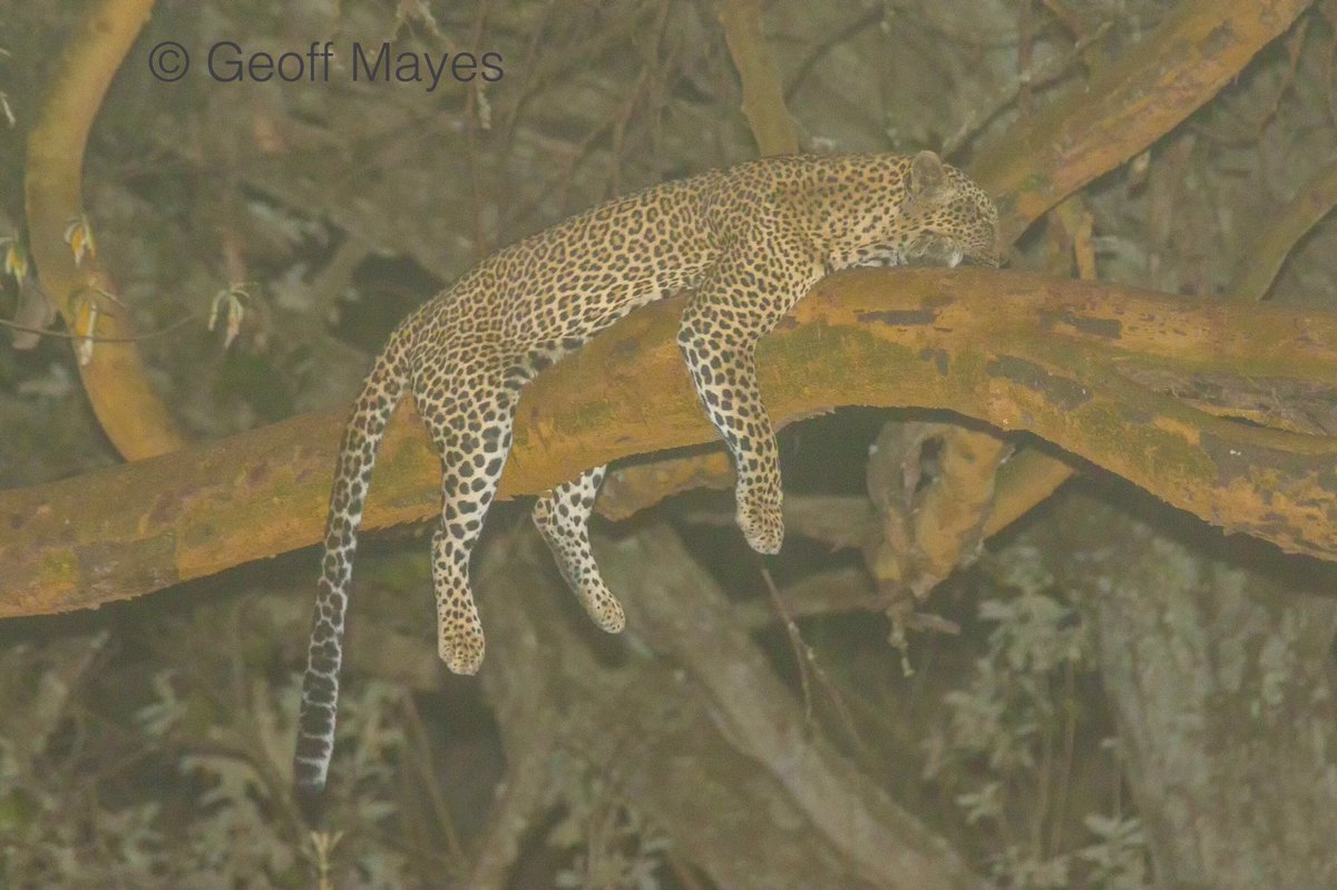 Geoff Mayes tweet media