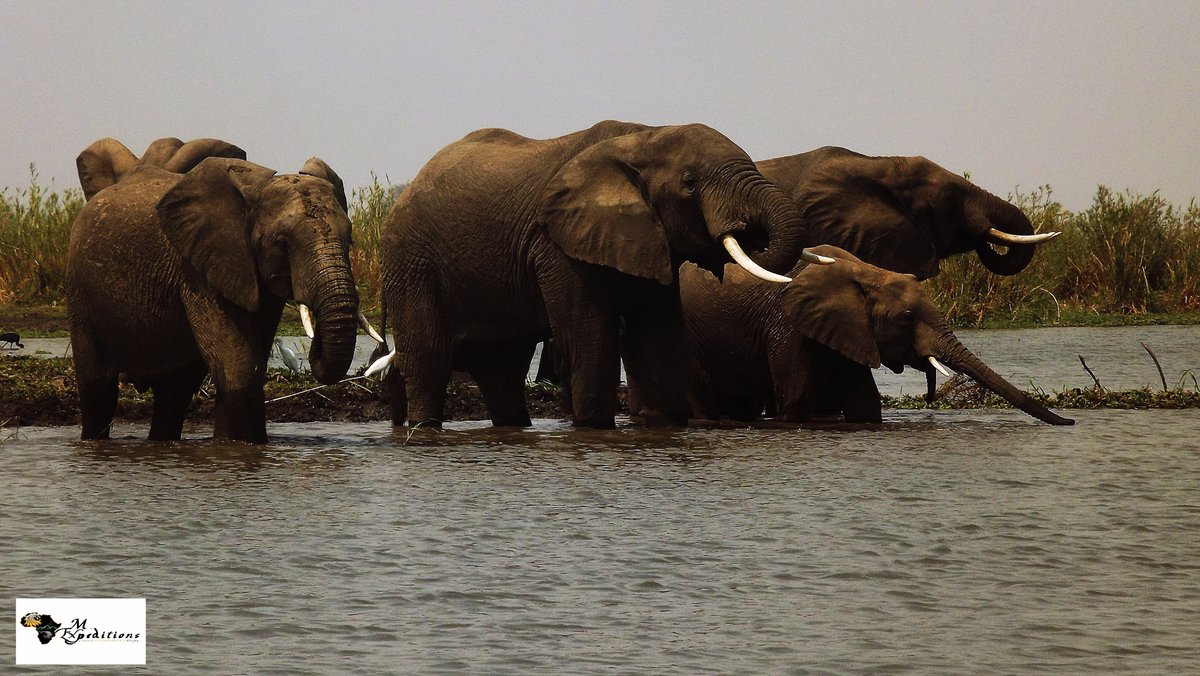 MisExpeditions's tweet photo. Interested in wildlife? We have potential vacation destinations for you. Observe an amount of wildlife and a richness of birdlife. #Malawi https://t.co/oZ6MnM9UZf