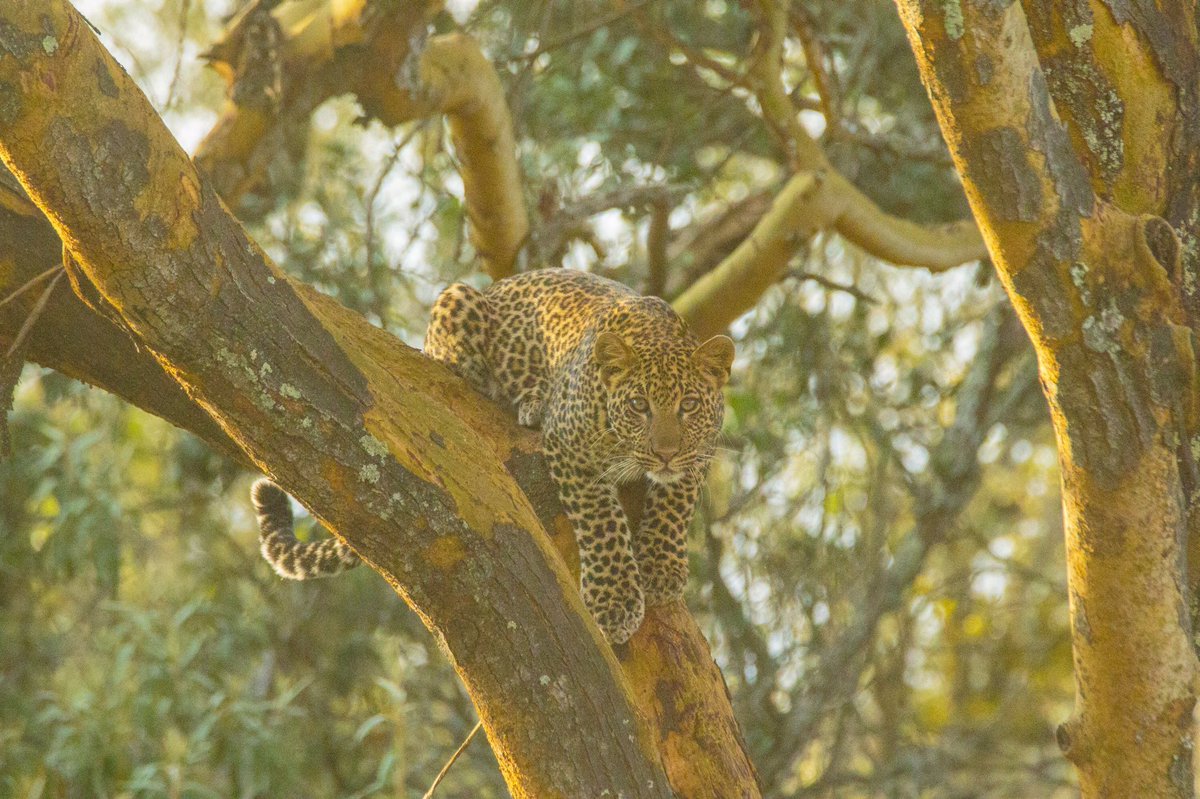 Cats, cats, cats everywhere.... some awesome sightings of leopards on yesterday's game drive! <a href="/MagicalKenya/">Kenya Tourism Board</a> <a href="/Oserengoni/">Oserengoni Wildlife</a>