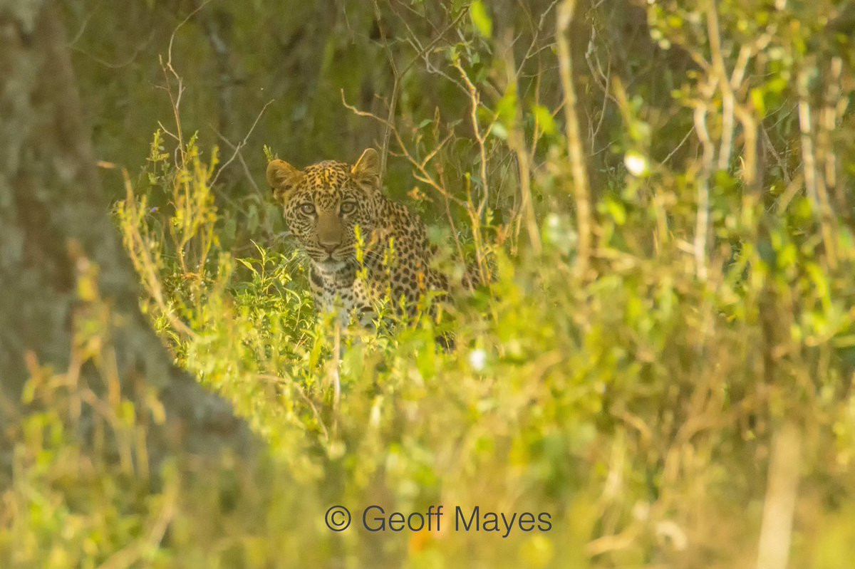 KiangaziHouse's tweet photo. Cats, cats, cats everywhere.... some awesome sightings of leopards on yesterday's game drive! @MagicalKenya @Oserengoni https://t.co/qSLxTXI8qG