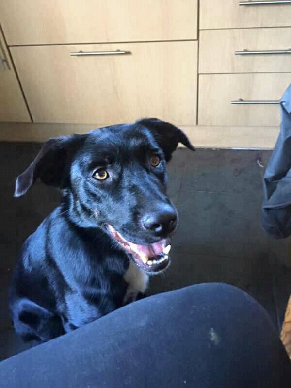 🐾EVIE🐾Please RT #FFH  findingfureverhomes.org.uk
#FFH #giveadogahome