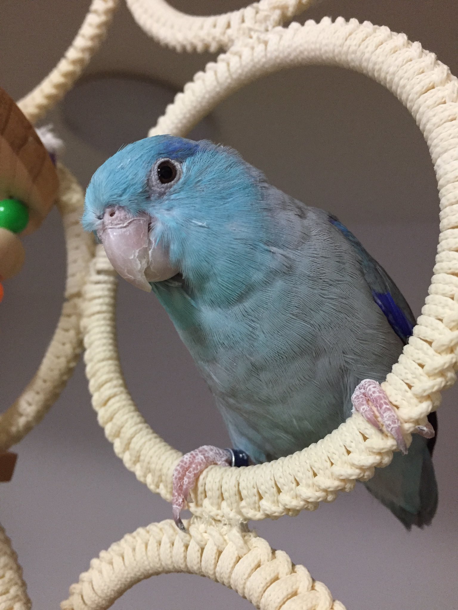 しゅんな 海 13歳になりました 最近はあまり飛ばなくなってしまったけれど 今でも後妻が欲しい元気なおじいちゃんです マメルリハの寿命は10 年と言われてる割にご長寿マメの情報は少なくて とりあえず目指せ15歳 マメルリハ インコ