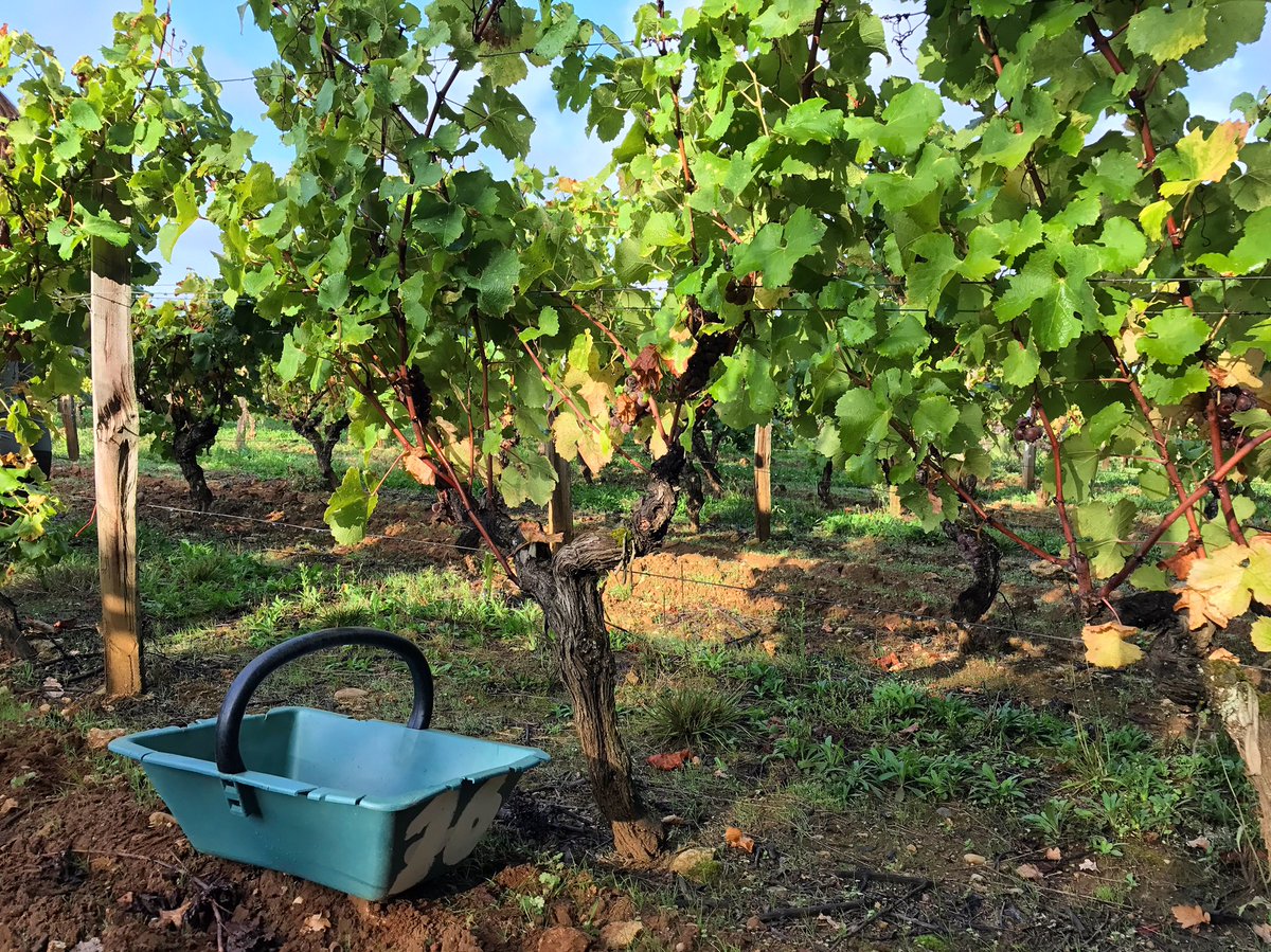 BaladesdeClaire's tweet photo. Ce matin vendanges au @ChateauDeMyrat. #blog #vendanges #sauternais #gironde #blogtrip https://t.co/NOeOPsOxOG