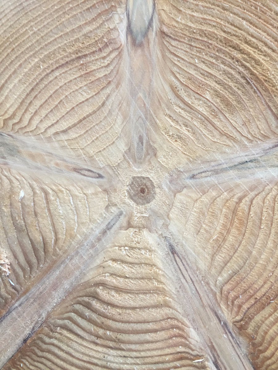 A gorgeous timber cross section caught the other day before it went through the saw!