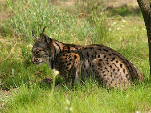 andaluciacaza's tweet photo. La FAC condena rotundamente y lamenta la muerte por disparos de un #Lince en #SierraMorena: https://t.co/0kMgY4IYRm https://t.co/RxnjwQIFMf