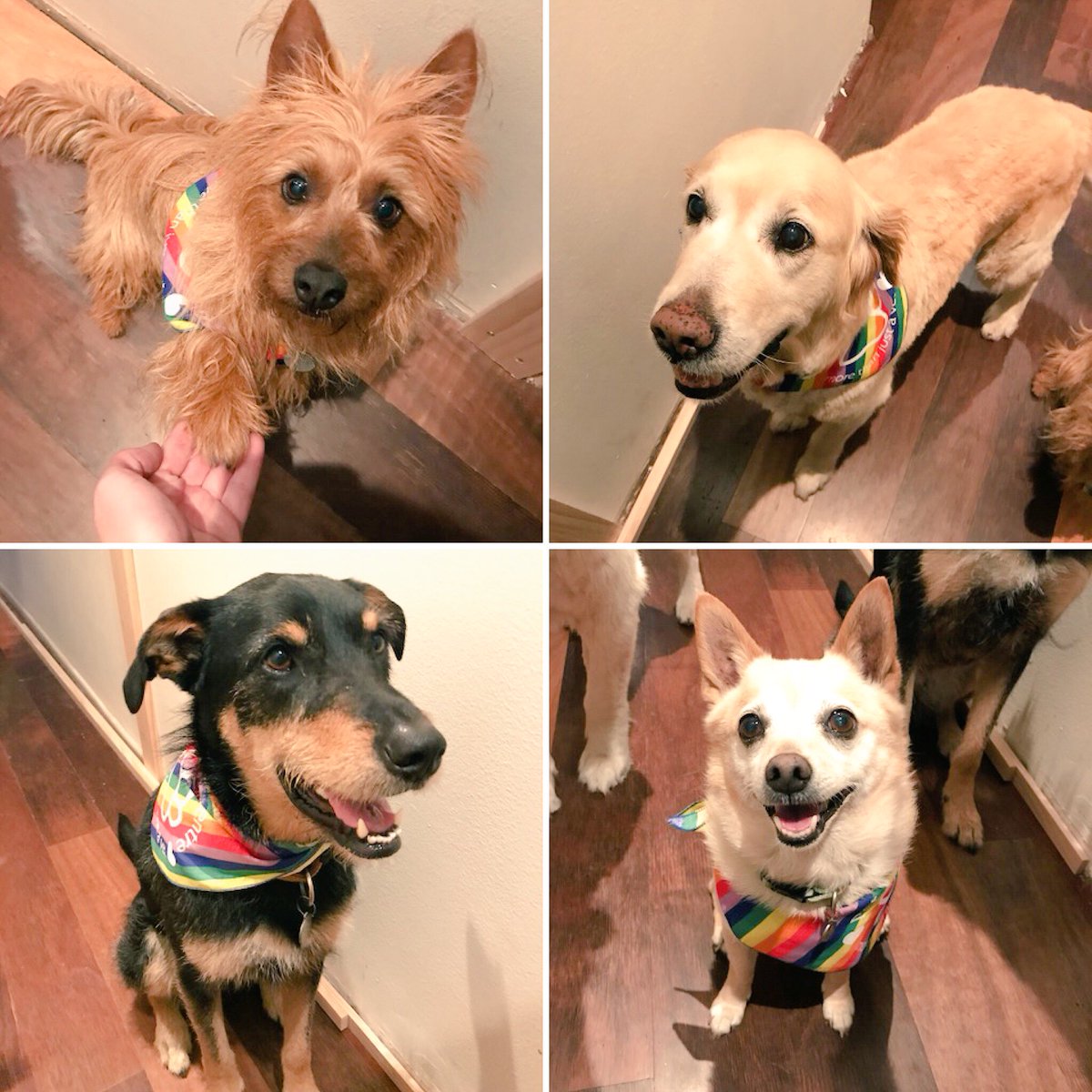 CathMayorMayNot's tweet photo. Evie, Happy, Mavis and Squeaky all agree that their household is improved by love. All love. More love! #doggos4yes #petwellnesscentre https://t.co/gXNmFSevMq