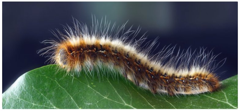Paysalia's tweet photo. A lire #BlogPaysalia : Traitements #biologiques contre la #chenille processionnaire : point de vue d’experte https://t.co/ztbfxh20xr https://t.co/jYnuoosIvf