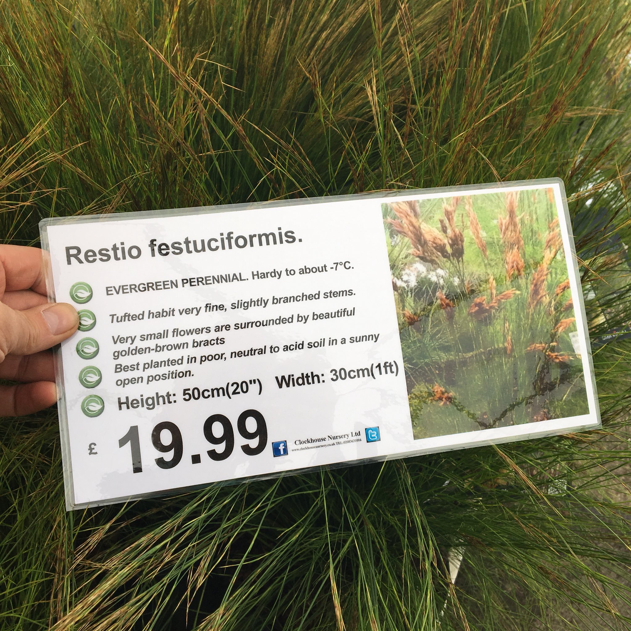 Clockhouse Nursery on Twitter "restio cultivars NEW to 