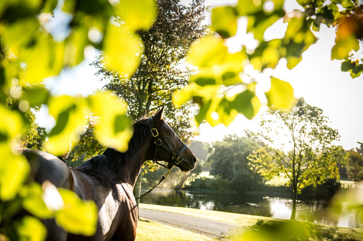 AgaKhanStuds's tweet photo. 2nd success in a row for #SeaTheStars' son Sahelian who wins a condition race at Angers for the Wertheimer brothers' silks. #Promising2yo https://t.co/C4EAxpbx5a