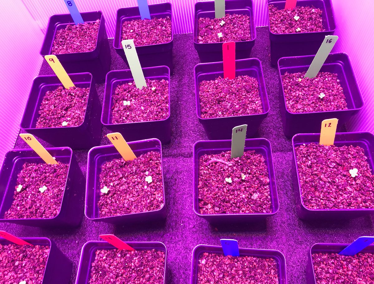 Excited for <a href="/GrowBeyondEarth/">Growing Beyond EarthⓇ</a> ! Our plants are beginning germination on week one of project!