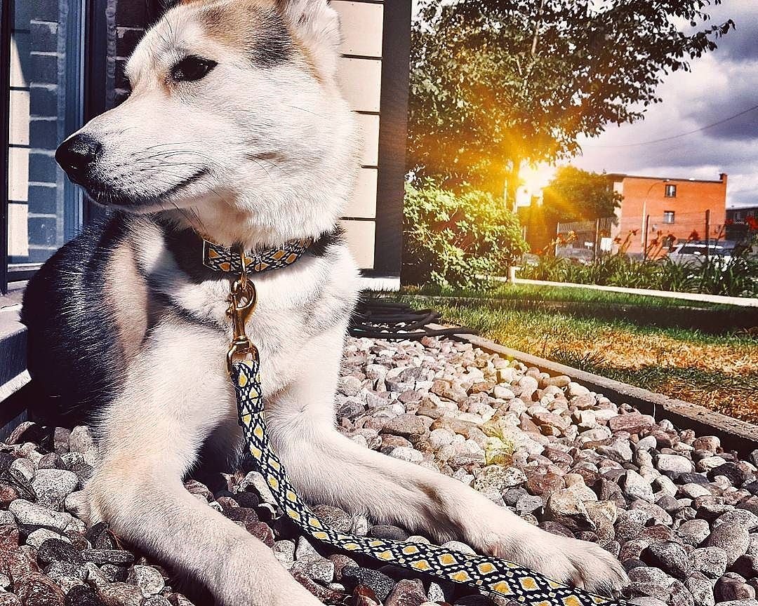 bonjourfido's tweet photo. Happy FriYAY πππ! #NavyLemondrop #DogCollar #Leash #dogs #puppy #husky #luxe #fancy https://t.co/dIJY2PNtO1