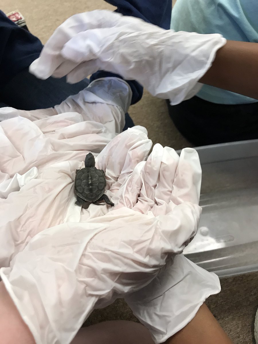 Lisa Levine tweet media