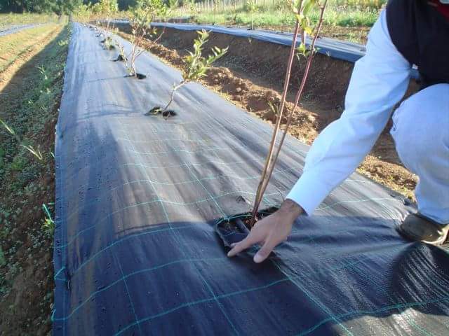 cgmartinez7's tweet photo. Mallas Protekta, el distribuidor del mejor Ground Cover del mercado.  Información al @protektaperusac o 949713135. https://t.co/Ccn7uJpzFJ