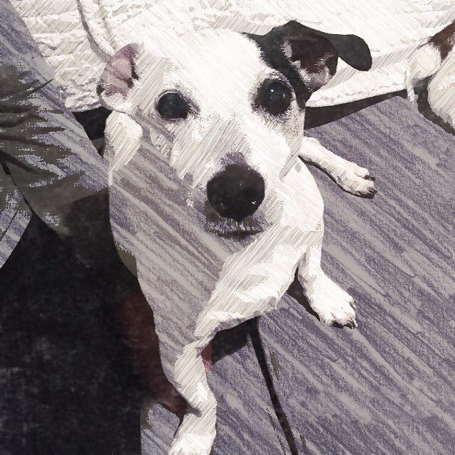MSJR1979's tweet photo. Murphy :) https://t.co/dbAyaeqlWf https://t.co/lPFCZ0whX4